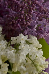 lilac flowers on a branch
