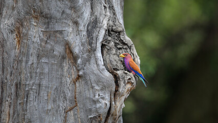 Broad-billed roller perched on hole in tree trunk that is used as a nest