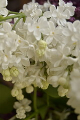 lilac flowers on a branch