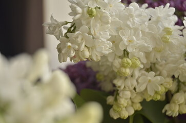 lilac flowers on a branch