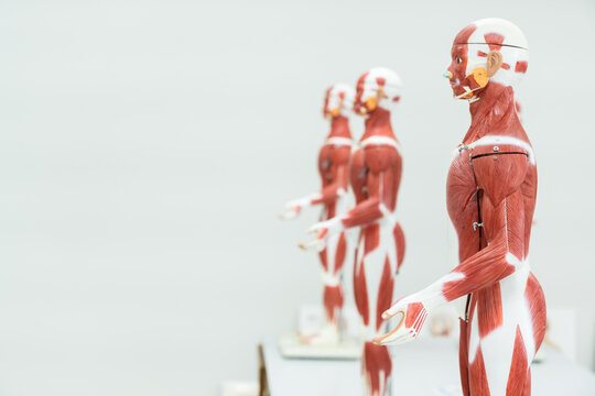 Anatomy model in anatomy classroom at medical school.Science laboratory, with focus on human body anatomy model.Medical education concept.