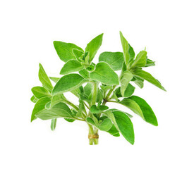 fresh oregano herb isolated on white background