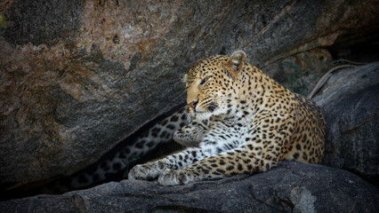 Fototapeta premium Leopard lying on rocks while resting, Kruger National Park
