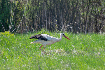 white stork in the grass