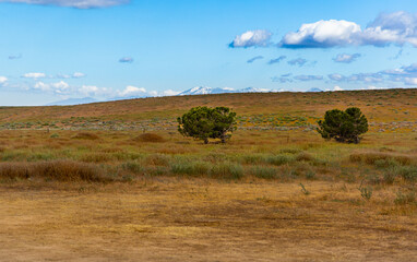 Antelope Canyon, USA. Tree with snow covered mountains in background. High Quality 