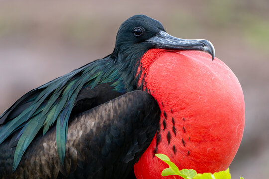 Male Frigatebird Attracting a mate