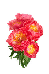 Beautiful pink peonies flowers isolated on white background