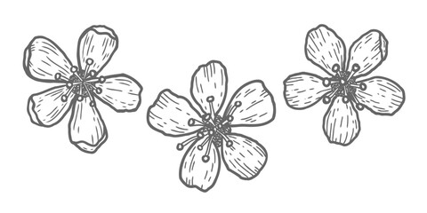 Fototapeta premium Vector icons of cherry flowers in doodle style. Vector sketch of sakura flowers.