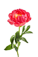 Obraz premium Pink peony with water drops isolated on white background