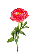 Obraz premium Pink peony with water drops isolated on white background