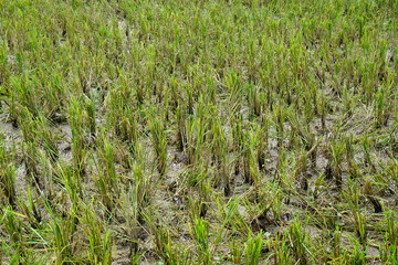 rice fields on bohol islnd at the philippines