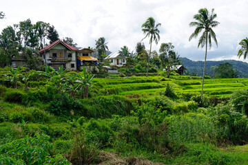 Fototapeta na wymiar rice fields on bohol islnd at the philippines