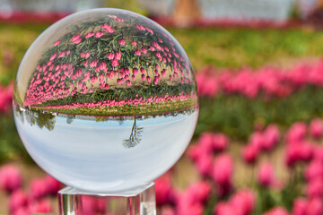 A beautiful field of colorful tulips, reflected in a glass ball.