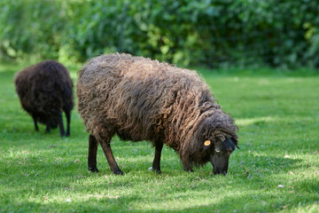 Fototapeta premium Brown female ouessant sheep grazing in grass