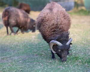 Brown ouessant sheep grazing in meadow