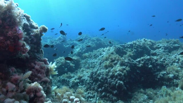 Underwater landscape - Mediterranean Sea reef