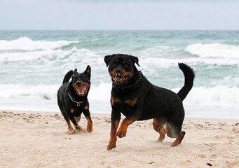 rottweiler and beauceron on the beach