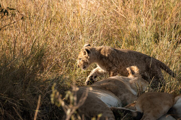 Baby lion in the savannah playing. Masai Mara, Safari.