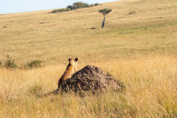 Lioness preparing to hunt in the savannah. The lioness is on top of a termite with the savannah in the background. Masai Mara, Safari.