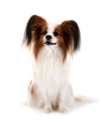 papillon dog in studio