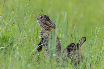 Kaninchen