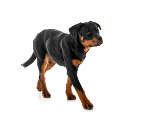 Obraz premium puppy rottweiler in studio