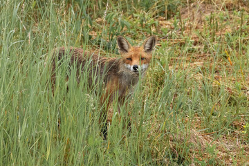 Fuchs