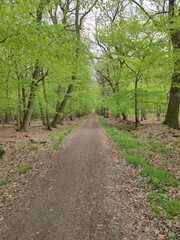 Waldweg im Frühling