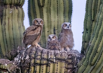 Great Horned Owl nest in the Sonoran Desert