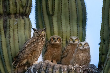 Great Horned Owl nest in the Sonoran Desert