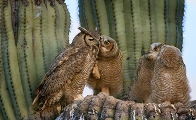 Great Horned Owl nest in the Sonoran Desert