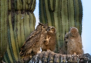 Great Horned Owl nest in the Sonoran Desert