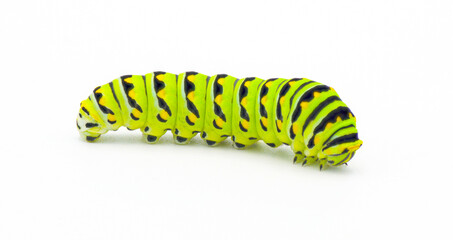 Papilio polyxenes - the black, American, or parsnip swallowtail butterfly caterpillar isolated on white background side profile view