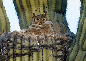 Great Horned Owl nest in the Sonoran Desert © Carol