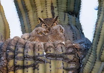 Great Horned Owl nest in the Sonoran Desert