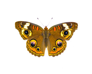 Common buckeye butterfly - Junonia coenia - isolated on white background top dorsal view showing eyespots and beautiful pretty colors