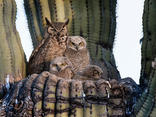 Great Horned Owl nest in the Sonoran Desert