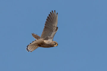 Turmfalke im Rüttelflug