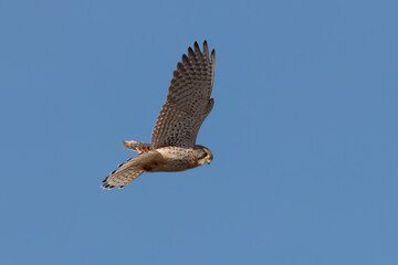 Turmfalke im Rüttelflug
