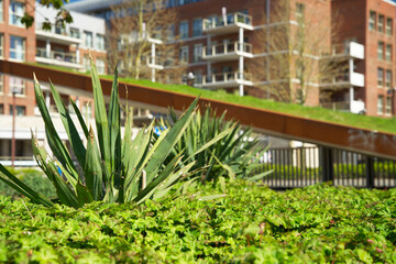 Sloping green roof. Green sedum roof. Rooftop garden for urban greening. Sustainable robs for climate adaptation. Groen dak, daktuin Europapark Groningen.