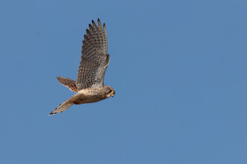 Turmfalke im Rüttelflug