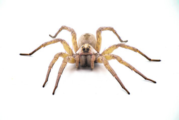 Big beautiful female wolf spider Tigrosa annexa is a species of wolf spider in the family Lycosidae. It is found in the United States isolated on white background front view