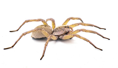 Big beautiful female wolf spider Tigrosa annexa is a species of wolf spider in the family Lycosidae. It is found in the United States isolated on white background side profile view