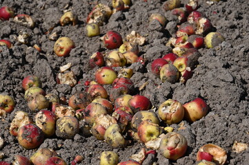 Vernichtung von Nahrungsmitteln: Massen von nicht verkauften Äpfeln auf einem Acker als Düngung 