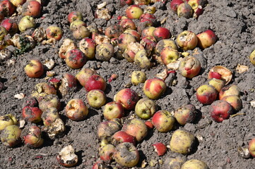 Vernichtung von Nahrungsmitteln: Massen von nicht verkauften Äpfeln auf einem Acker als Düngung 