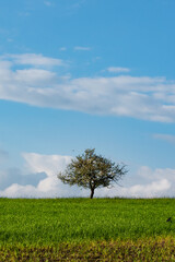 Fototapeta na wymiar Alleinstehender Baum auf einer grünen Wiese mit weißen Wolken im Himmel