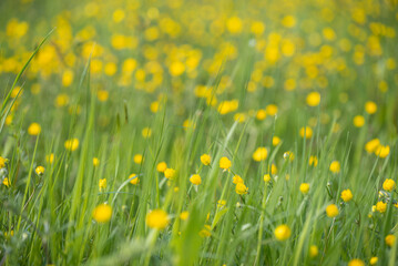 Blumenwiese mit gelben Blumen, Hahnenfußgewächse