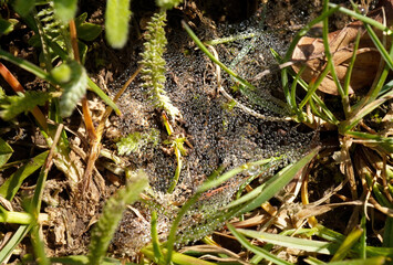 bubbles of water on the webs of a cobweb in the undergrowth