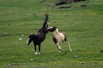 horses kicking during mating