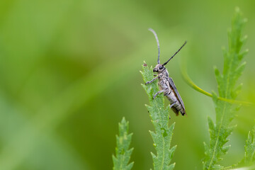 Schwarzhörniger Walzenhalsbock